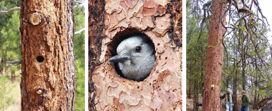 American Bird Cons Tri