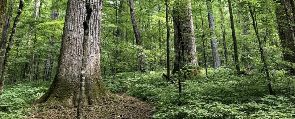 Collaboration for Conservation in the Southern Blue Ridge | forests.org